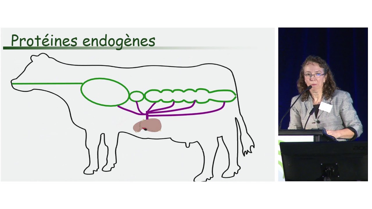 Maximiser l'utilisation de l'azote des vaches laitières