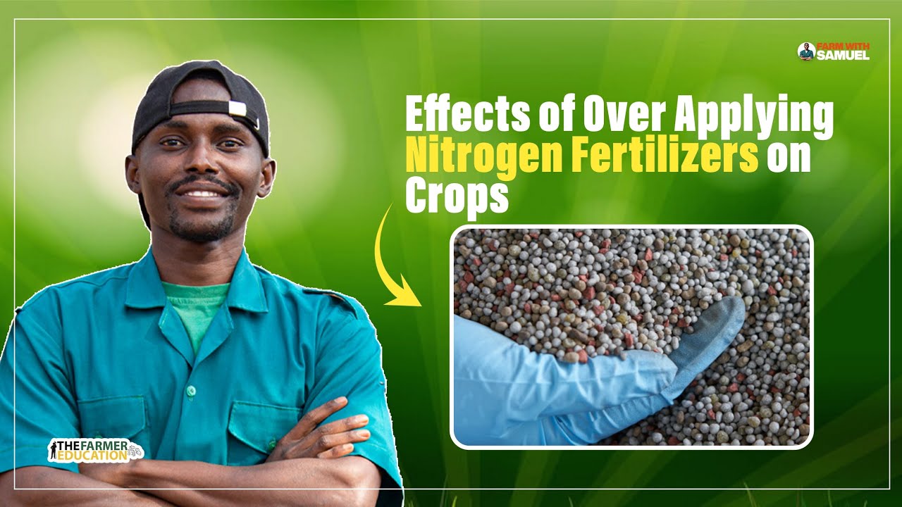 Effects of Over Application of Nitrogen Fertilizer on Crops