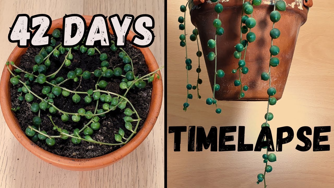 String of Pearls timelapse in 42 days