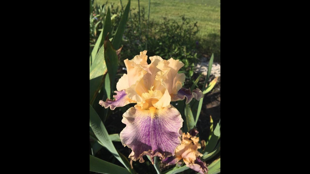 Perennials for TN Landscapes