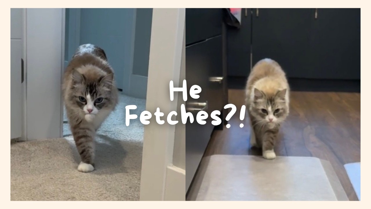 Dumpling’s Cutest Fetch Highlights 🐾 | Funny & Adorable Cat Moments