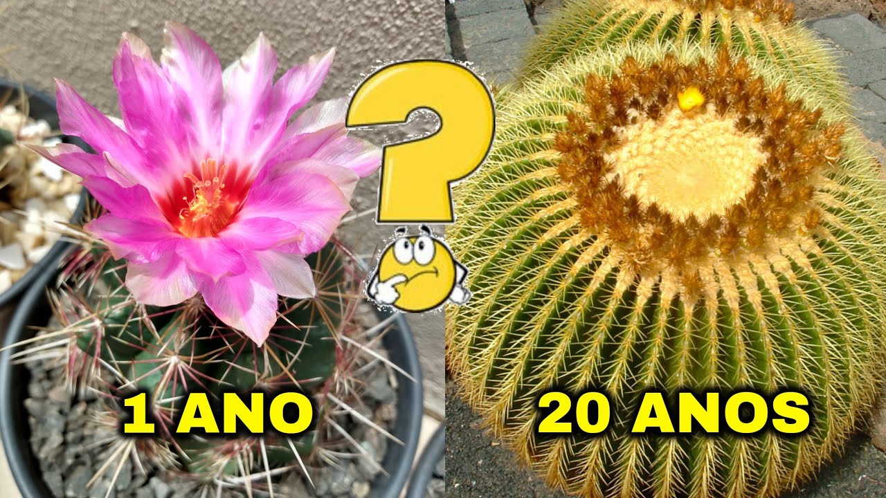 CACTOS DEMORAM PARA FLORESCER?