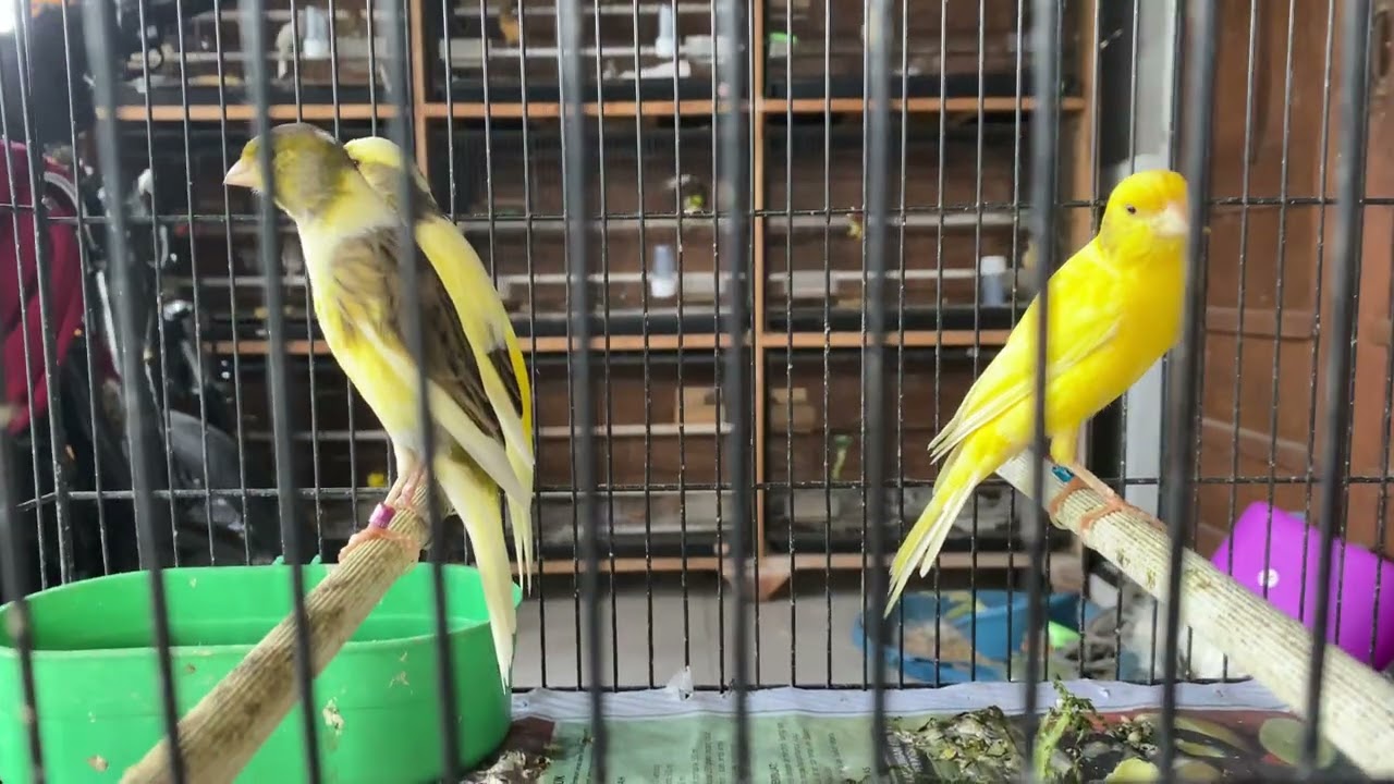 BETINA KENARI SIAPAN LENGKUNG MOSTUR