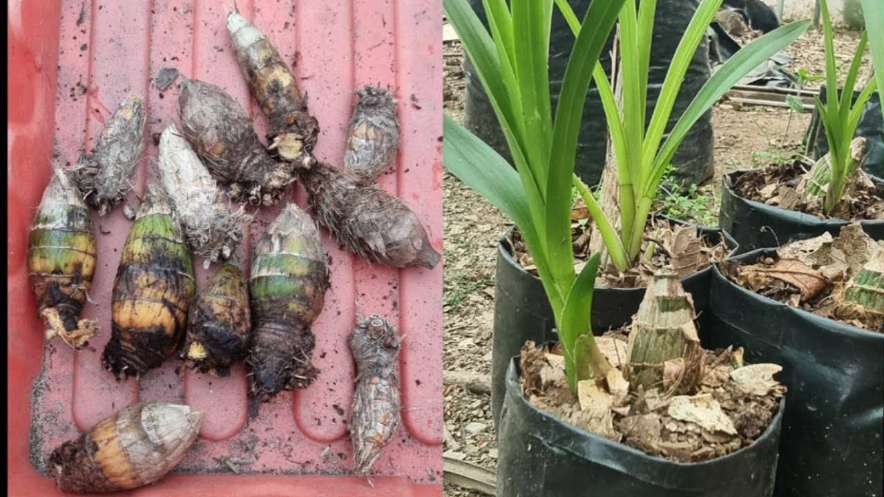 How to grow cymbidium orchid from bulb
