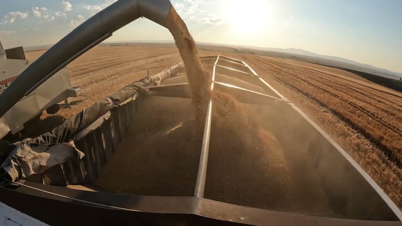 Gleaner R72 Harvesting Wheat 2022