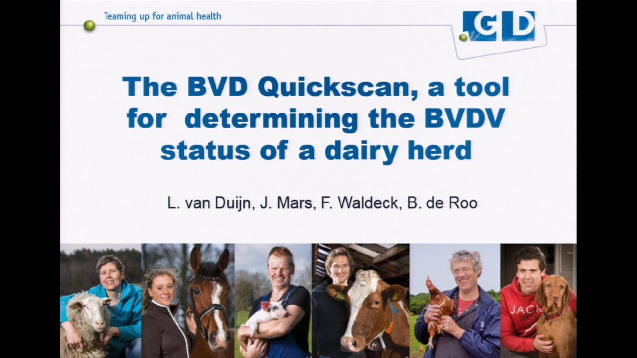 The BVD Quickscan, a tool for determining the BVDV status of a dairy herd