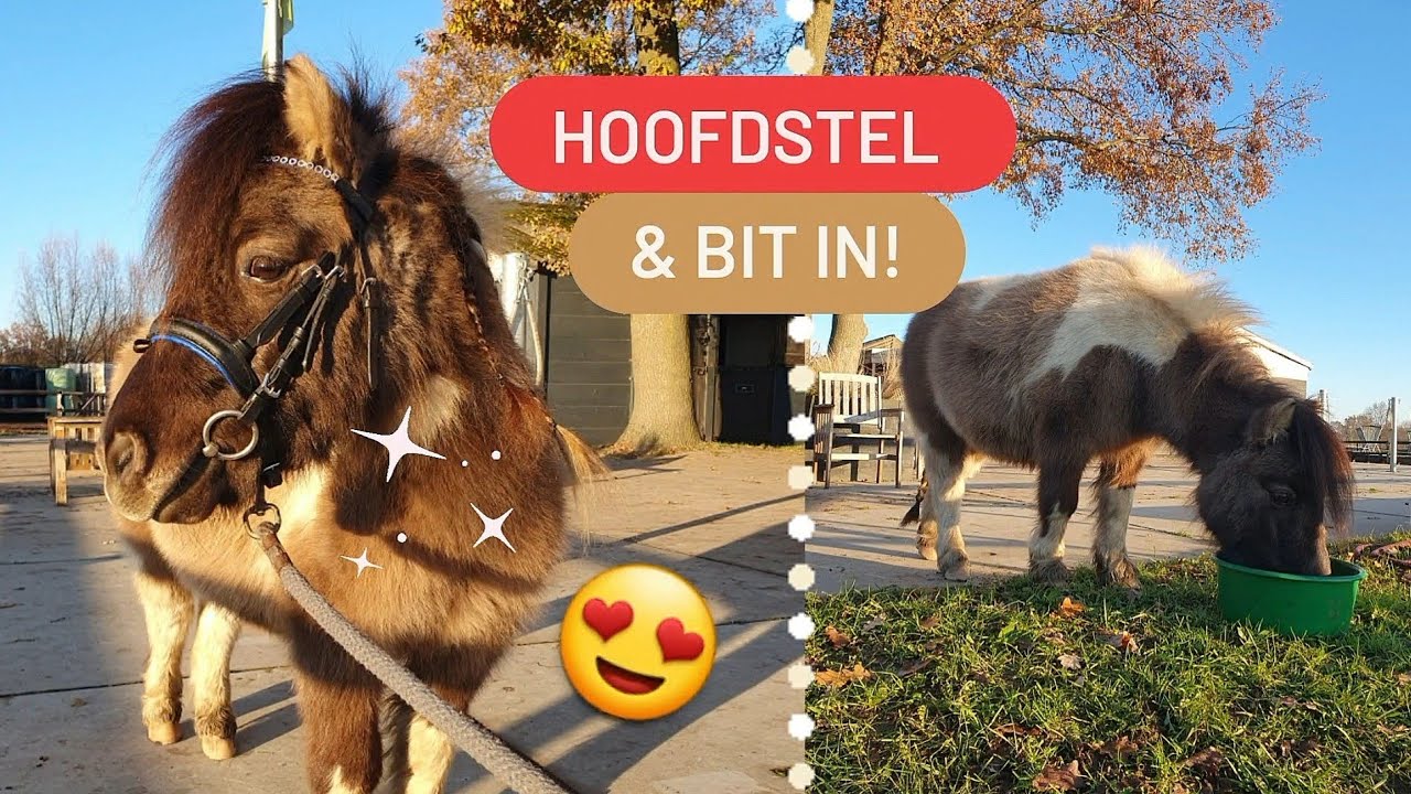 DIABLO EERSTE KEER HOOFDSTEL OM & ZO ONTSNAPPEN DE SHETS!