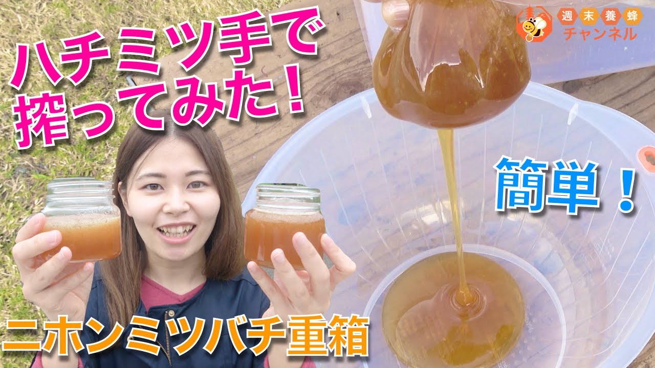 ハチミツの搾り方【ニホンミツバチの巣を手で搾ってみた！】