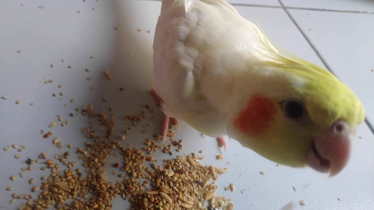 Funny Cocktail Bird Eating Seed