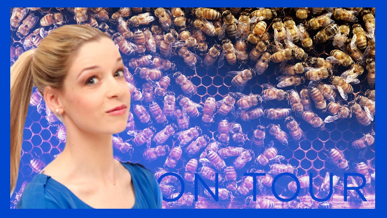 Mehr als Honig! Das Bienensterben und wann Bienen die Toilette nutzen? - Lisa on Tour