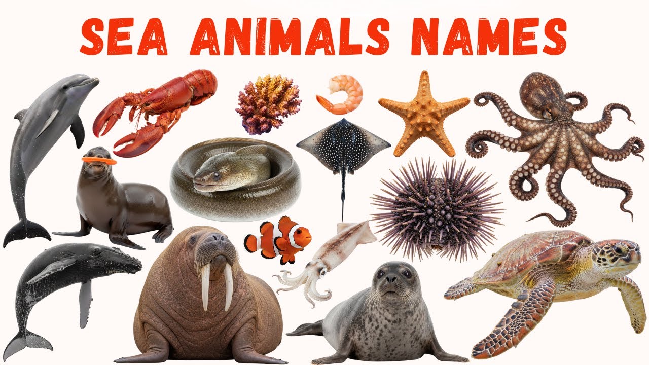 Ocean Animals and Reptiles for Kids |  Sea Creatures, Snakes & Turtles | Learning Video 
