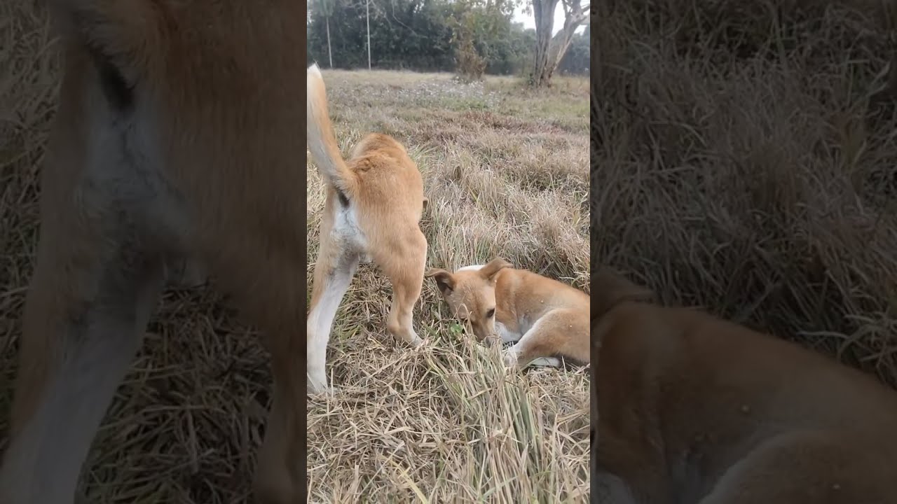 DOGESH BHAI ki moj masti ❤