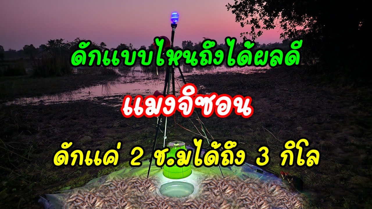 ดัก แมงจิซอน แบบนี้ได้ผลดีเหมือนกัน#หาอยู่หากิน