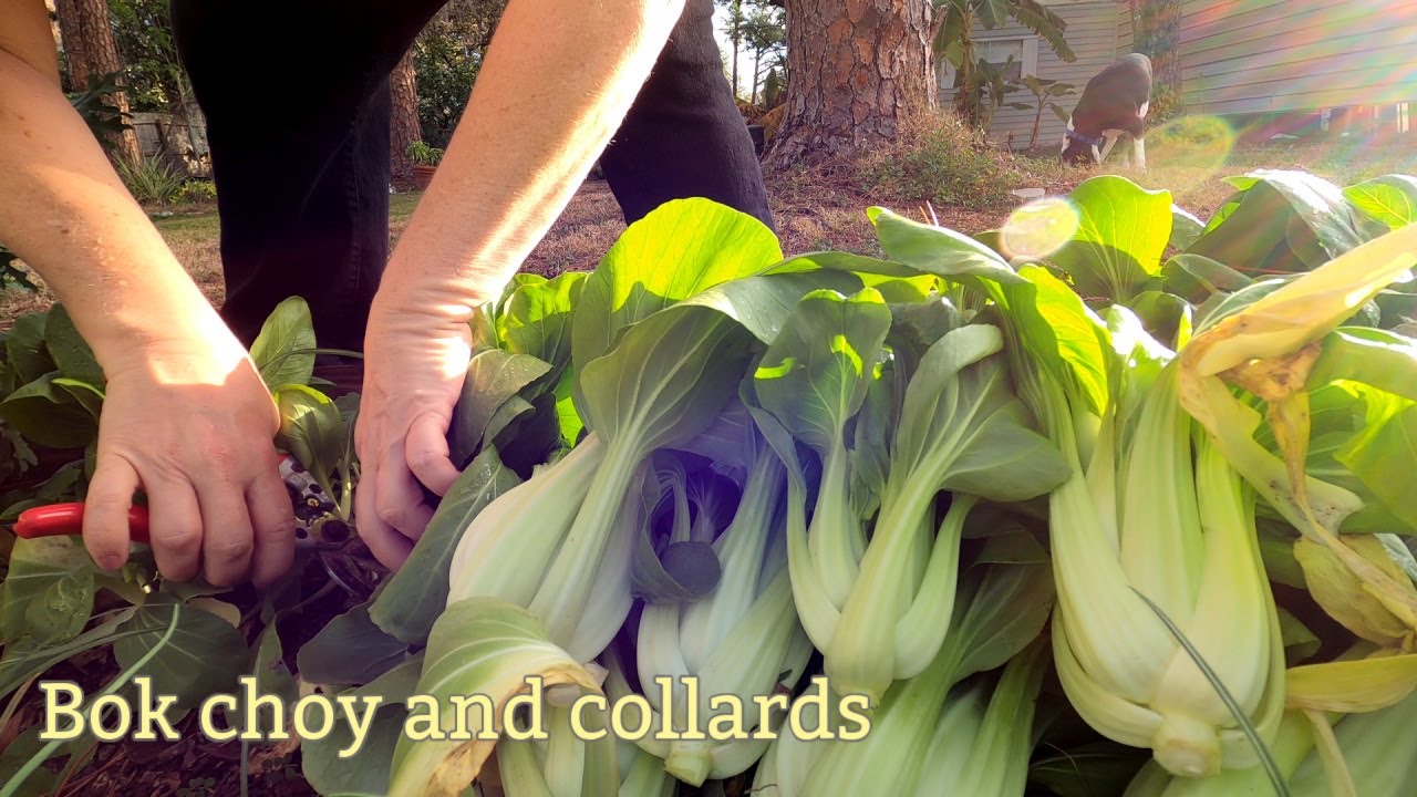 Collards and Bok Choy harvest, cooking & canning | Southern Latitudes