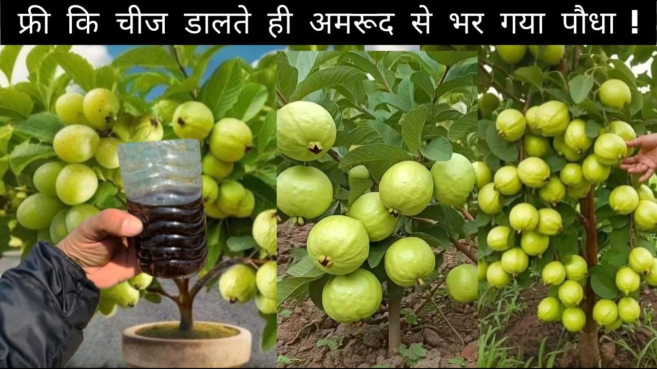 इस फ्री कि खाद से गमले में ही आएंगे भर भर कर अमरूद!
