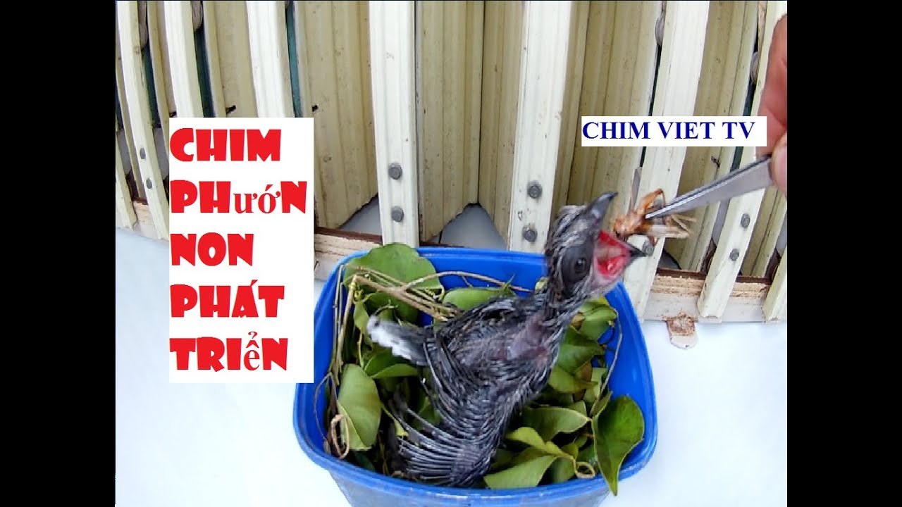 Nuôi chim phướn non và sự phát triển | The development of the young Phaenicophaeus tristis