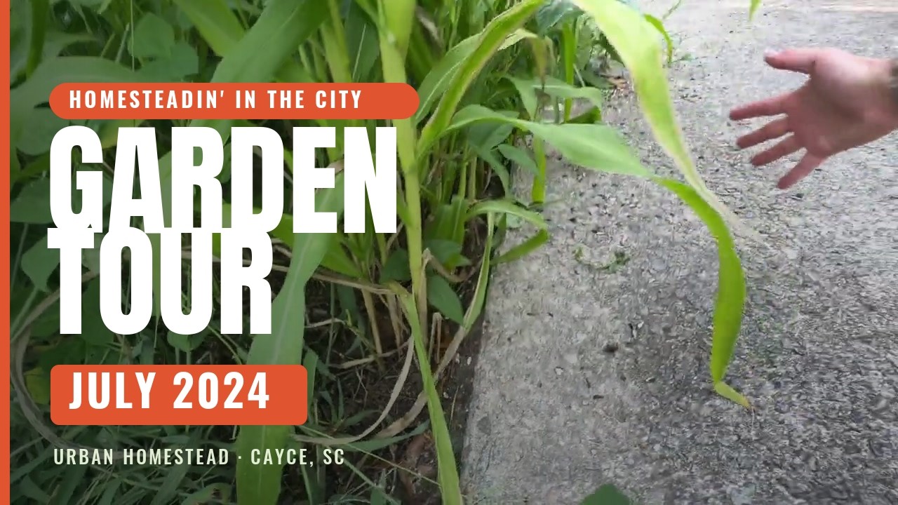 We Finally Got Chickens! 🐔 July 2024 Garden Tour | Homesteadin' In The City