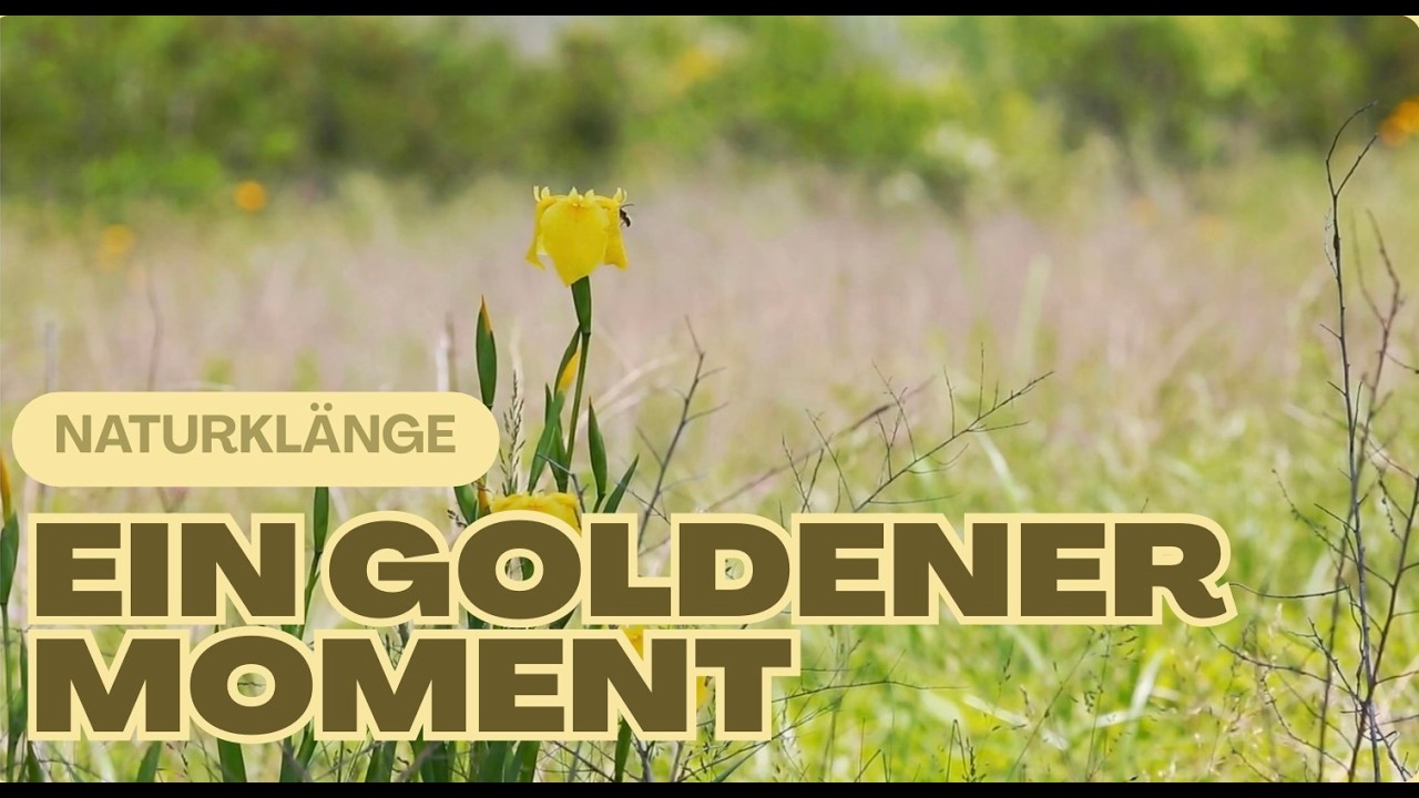 Heilender Moment mit Naturklängen für einen goldenen Tag