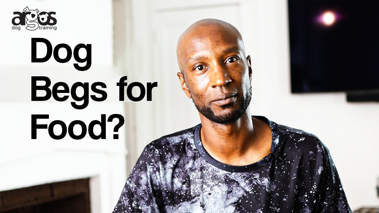 How to Stop Your Dog from Begging for Food | 2 Mins Tuesday