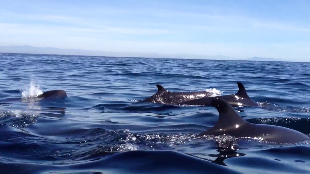 Encuentro con una manada de Orca Falsa (Pseudorca crassidens) | Mazatl&aacute;n, Enero 2013