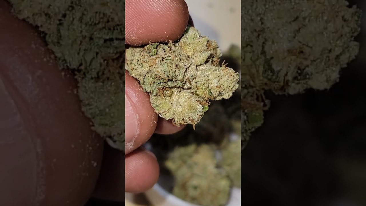 Riff OG (Fire OG x Scott's OG) cultivated by Ember Valley