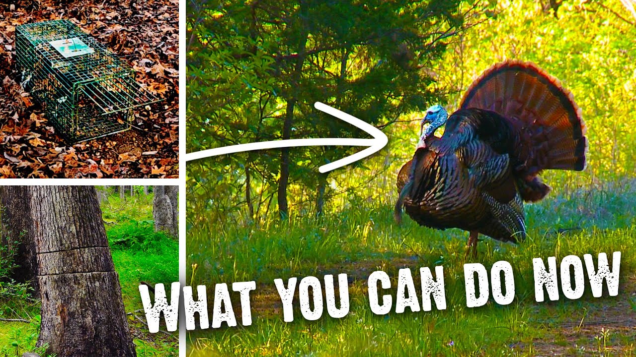 How To Increase Turkey Numbers on Your Property (796)