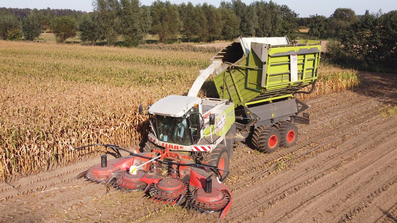 Claas Jaguar 900 Field Shuttle - Loonwerken De Bruyne - mais hakselen