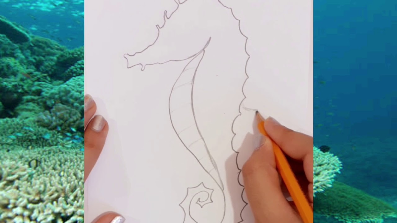 Seahorse - فرس البحر