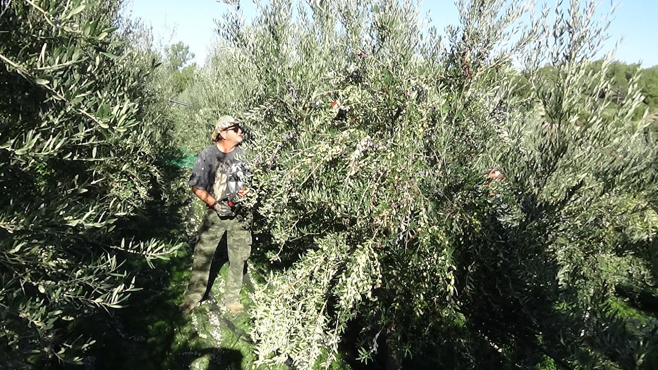 ΣΥΓΚΟΜΙΔΗ ΚΟΡΩΝΕΙΚΗΣ ΠΥΚΝΗΣ ΦΥΤΕΥΣΗΣ ΜΕ ΡΑΔΙΣΤΙΚΑ,ΤΑ ΠΡΩΤΑ ΣΥΜΠΕΡΑΣΜΑΤΑ ΚΑΙ Ο ΡΟΛΟΣ ΤΟΥ ΑΤΤΑΠΟΥΛΓΙΤΗ