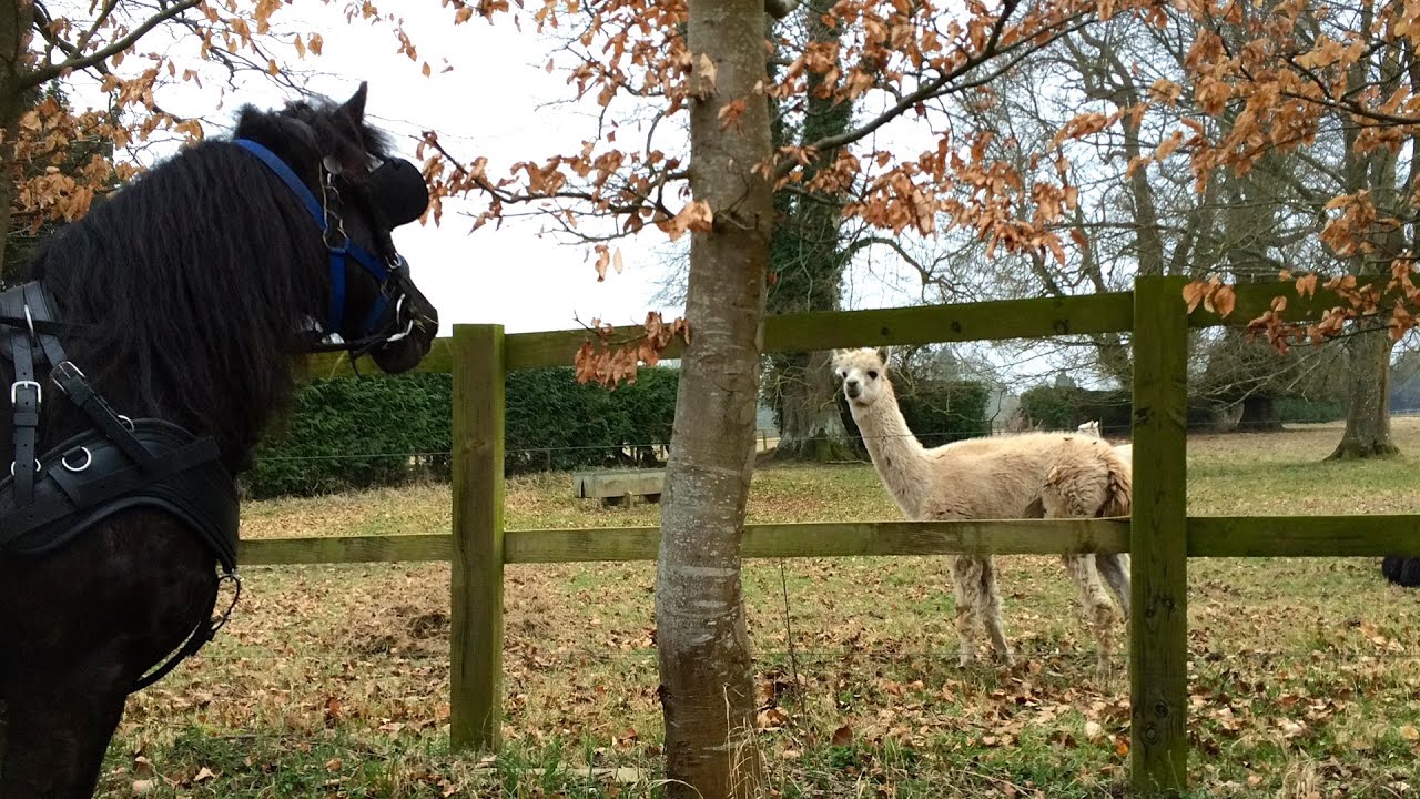How to conquer fear in the carriage driving horse - training a scared pony.