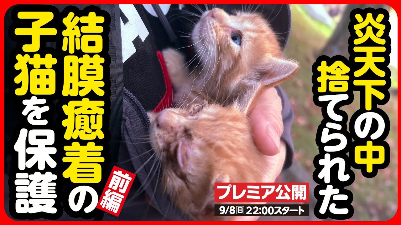 【子猫 保護】目が腫れてる...!?炎天下の中捨てられた子猫を保護しました【前編】