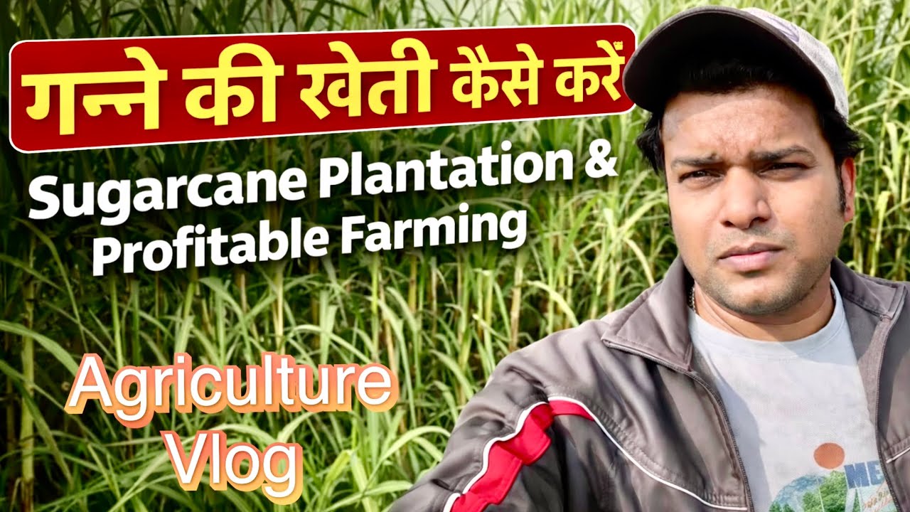 गन्ने का प्लांटेशन और फार्महाउस |Complete Sugarcane Farming #farmingvlog  #indianfarmer #viralvideo 