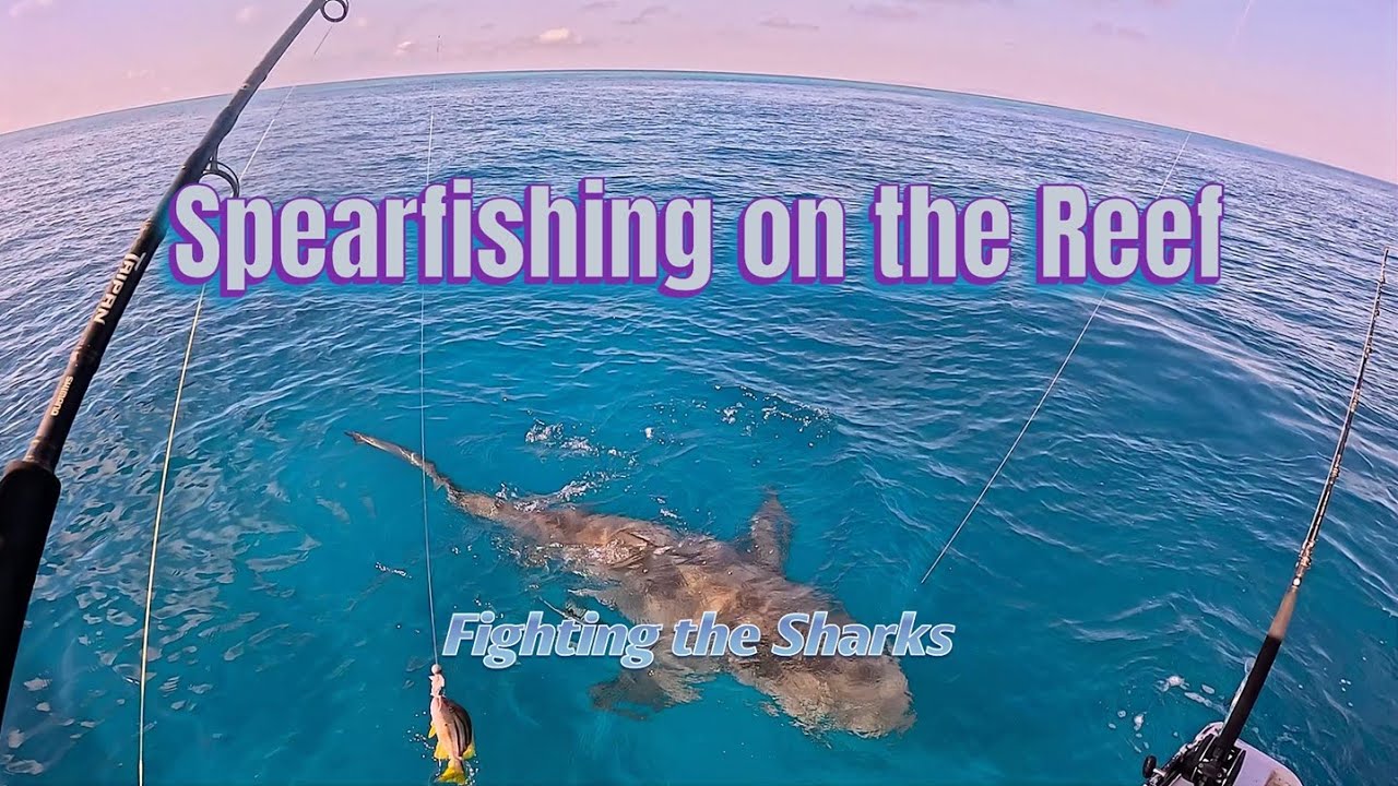 Spearfishing on the reef