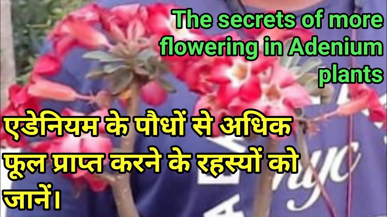 Adenium plants care/Adenium plants flowering/the secrets of getting more flowers from Adenium plants