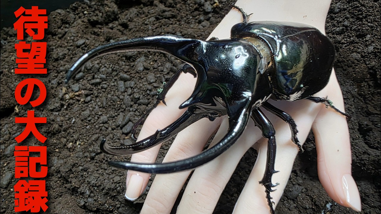 アジア最大種の凶暴すぎるカブトムシで遂にこの瞬間がきました