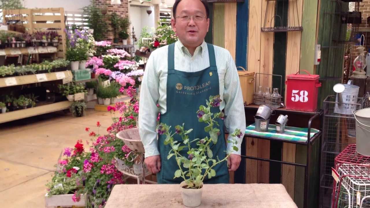 セリンセの育て方・日常管理