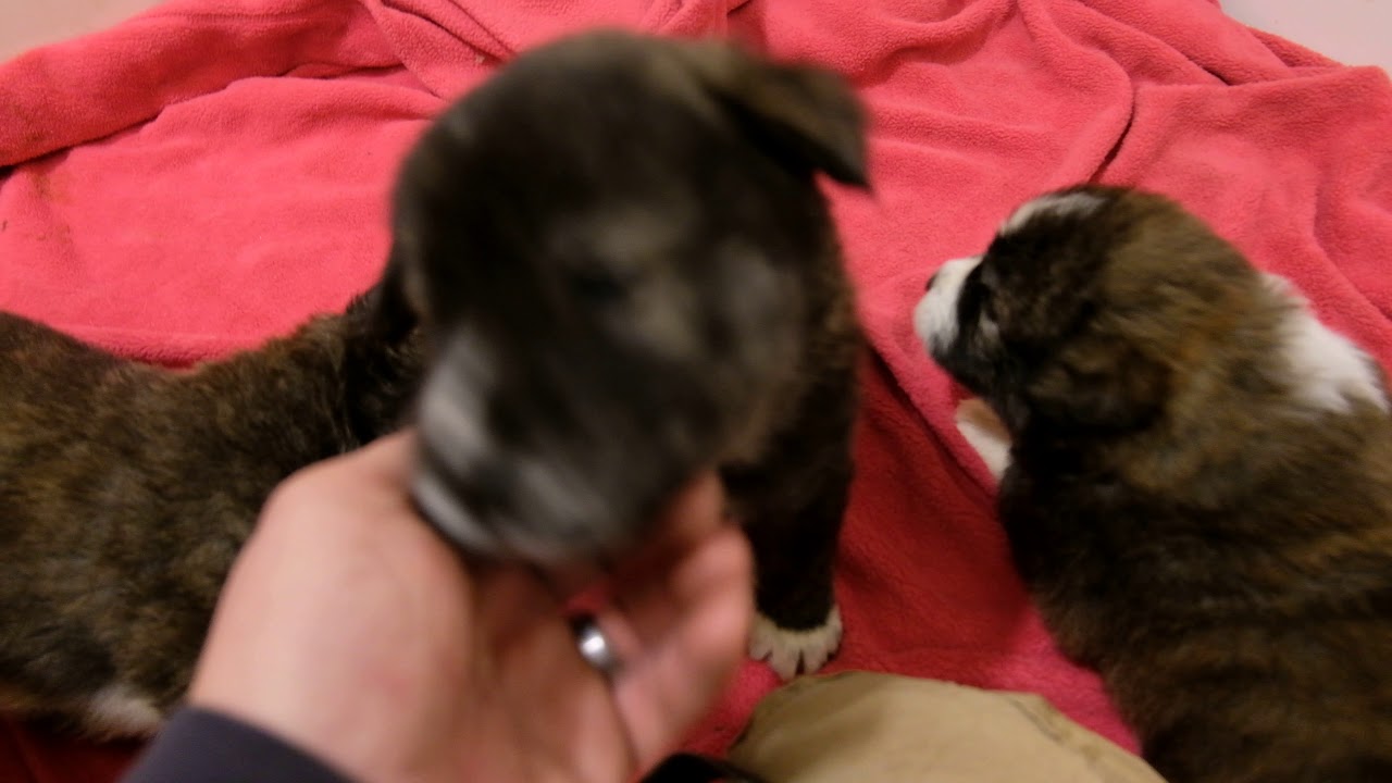 Asian Bear's Asian Bear Dog Ren 31 days old Tibetan Mastiff Akita hybrid