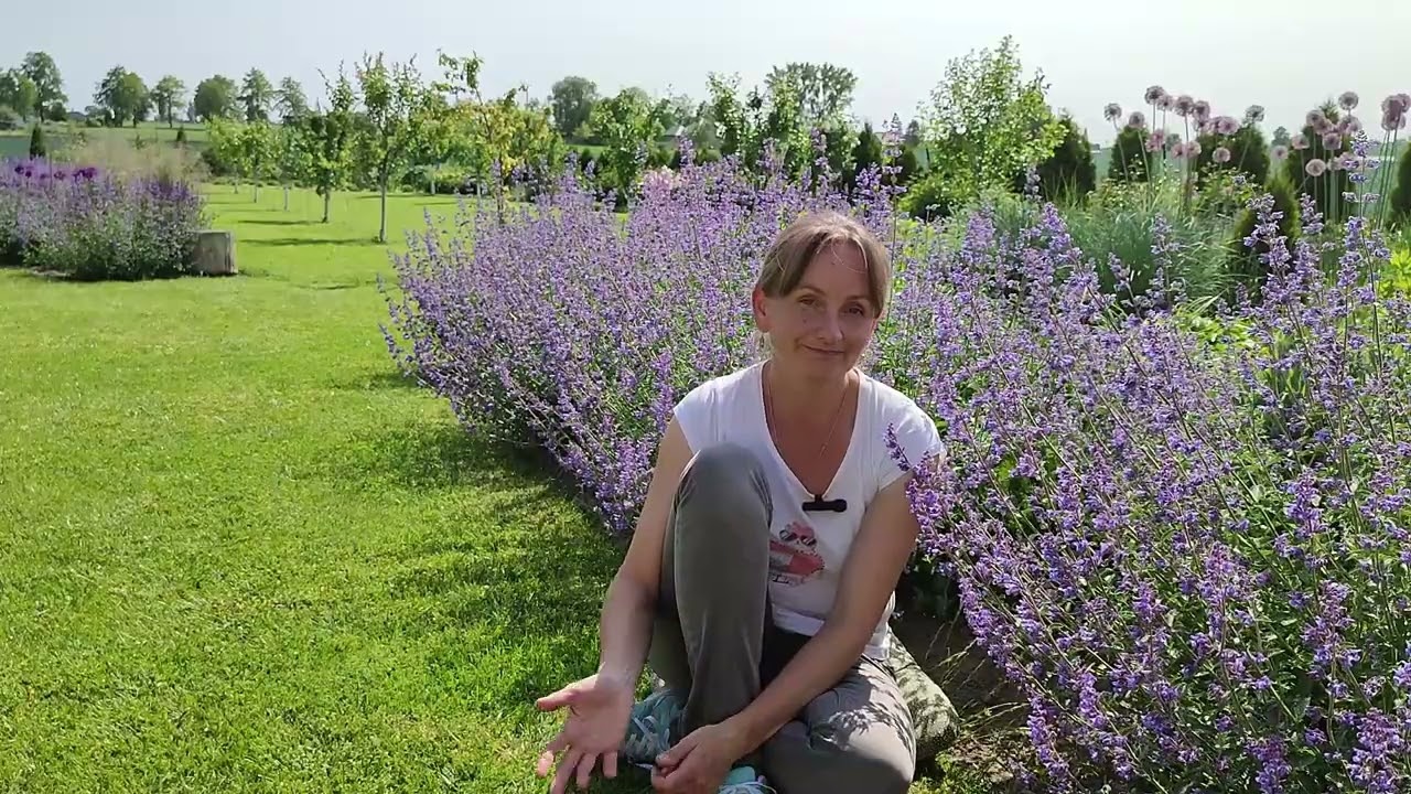 Kocimiętka🩵💙💜Kilka sł&oacute;w o uprawie. Odmiany w moim ogrodzie.