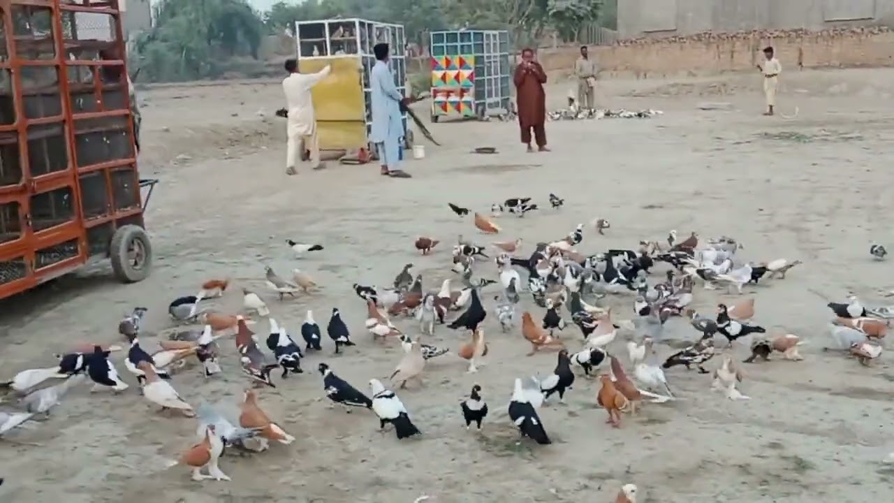 New video Karootar baaz 🕊️💐👍vip pigeon 🕊️✌🏻l love ❤️🕊️💐viral video Karootar 🕊️💐👌