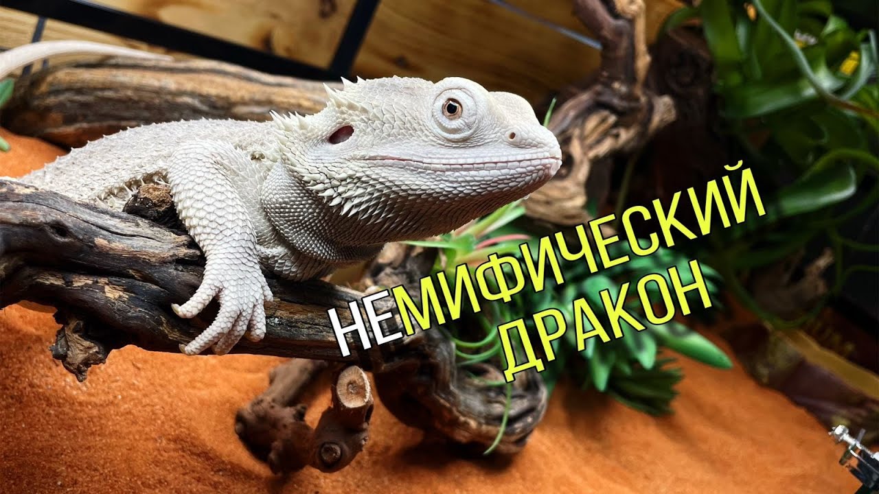 У ЭТОГО ДРАКОНА НЕТ КРЫЛЬЕВ, НО ЕСТЬ БОРОДА/ВСЯ ПРАВДА О БОРОДАТЫХ АГАМАХ