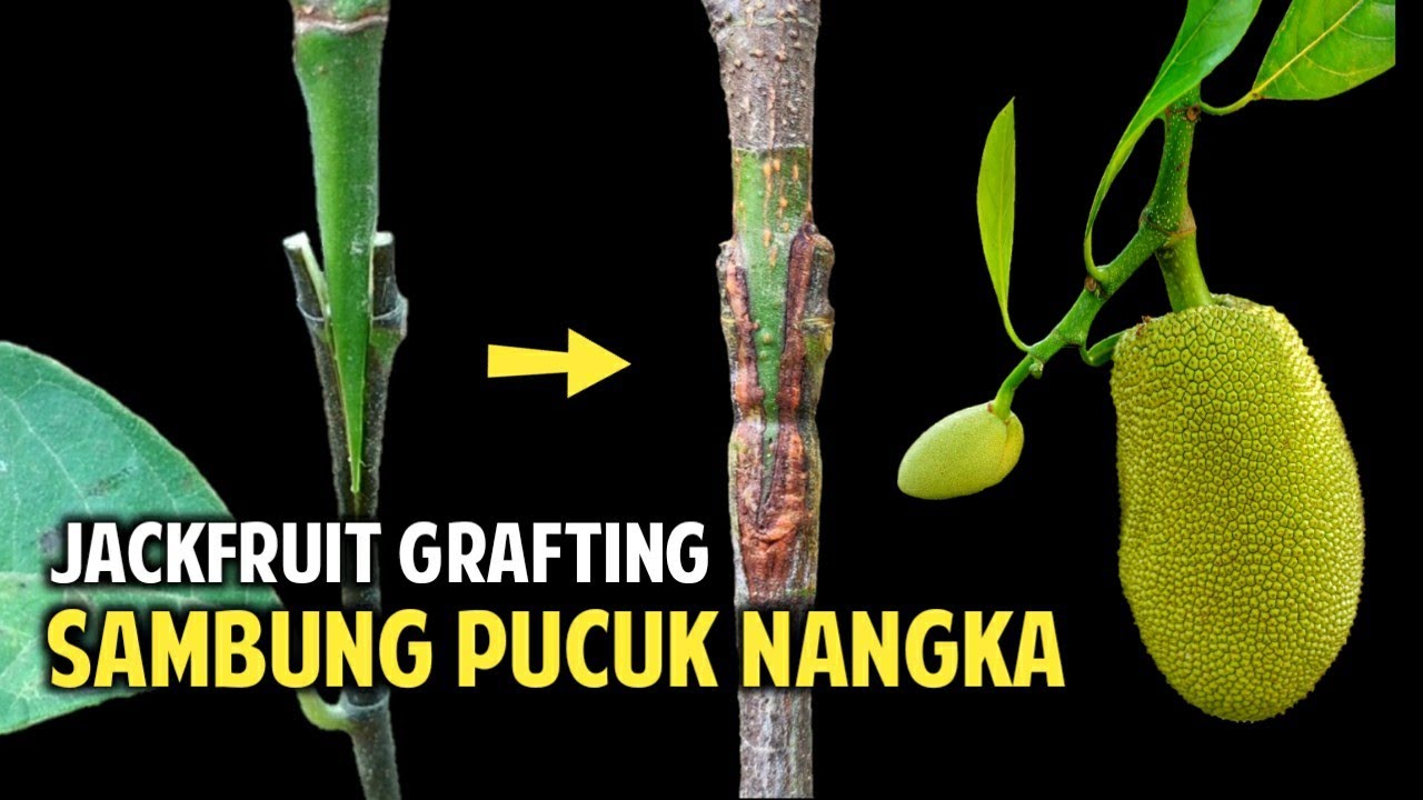 Sambung Pucuk Nangka || Easy Grafting JackFruit Tree