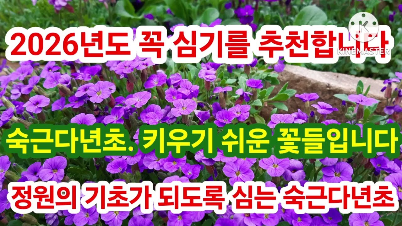 숙근다년초는 정원의 기초식물이 되어 정원관리가 쉬워집니다. 여러종류를 많이 심으셔요.