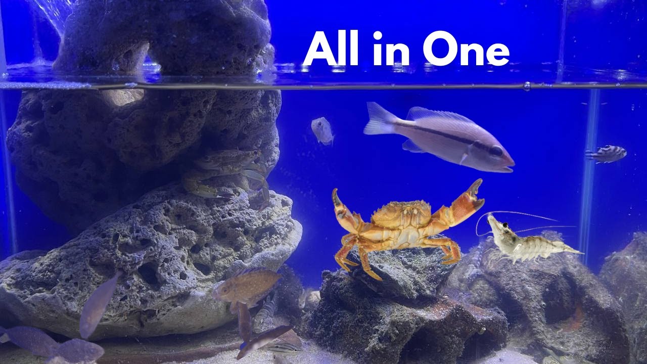 Make A Tide Pool Aquarium with a mixture of Creatures