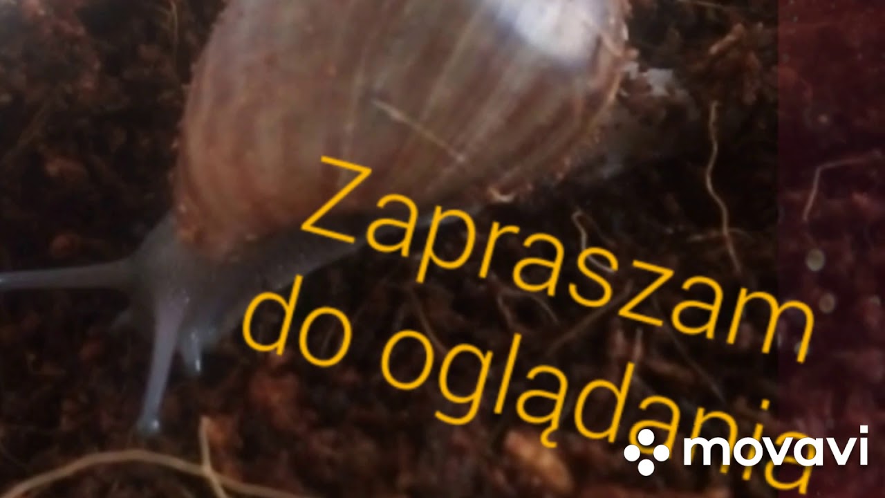 Ślimak achatina ciekawostki i jak się nim zajmuje