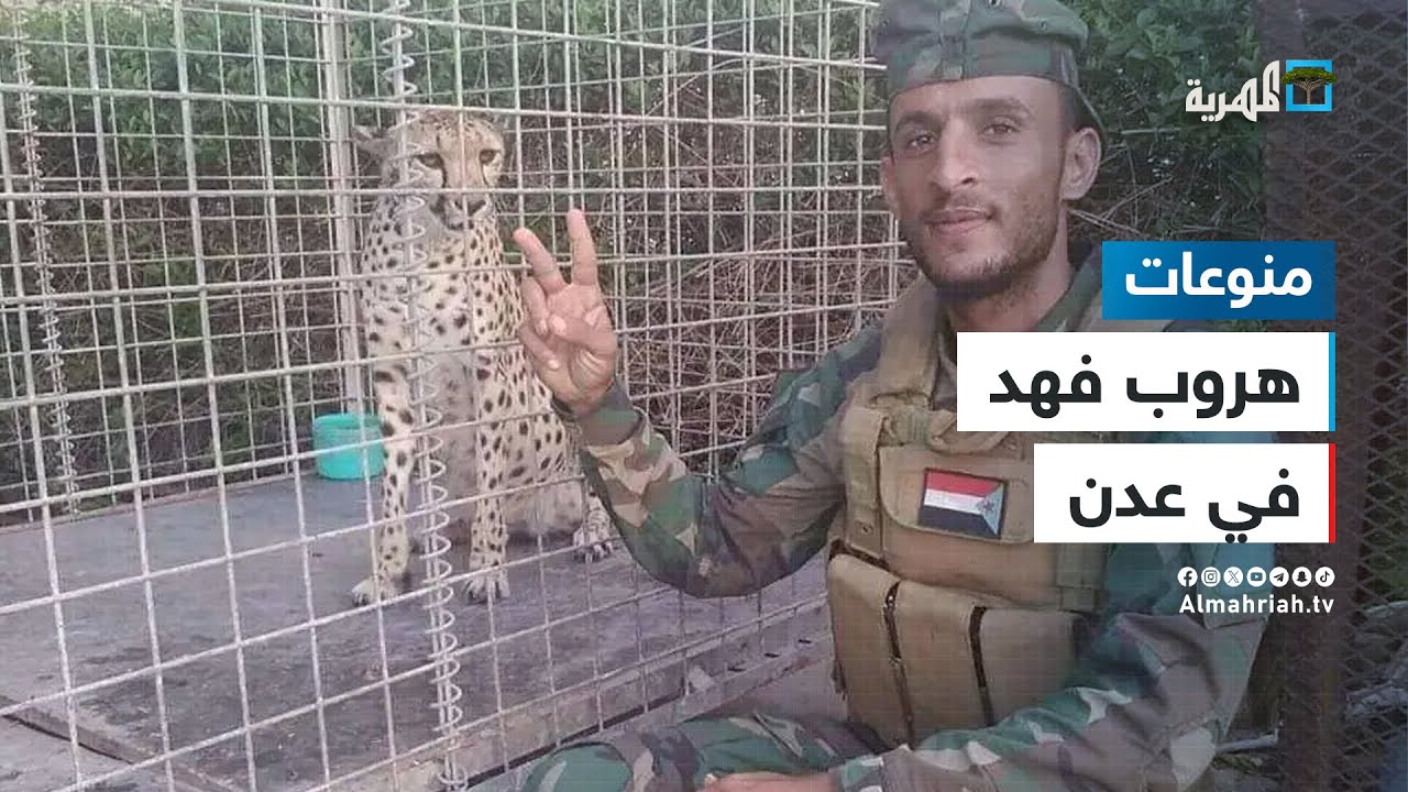 هروب فهد في عدن يثير الذعر بين المواطنين.. ما القصة؟