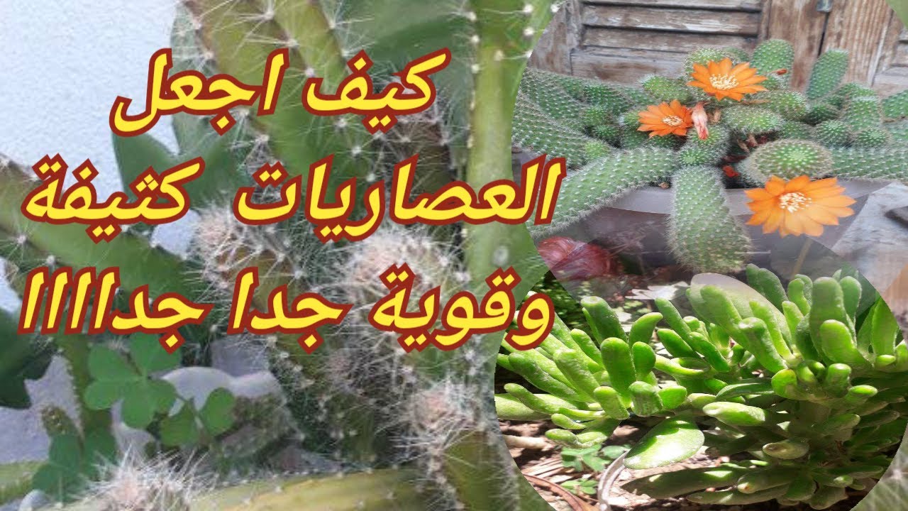 اسهل طريقة  لتكثيف العصاريات. عندك مشكل في نمو العصاريات. العصاريات لاتنمو بسرعة إليك الحل