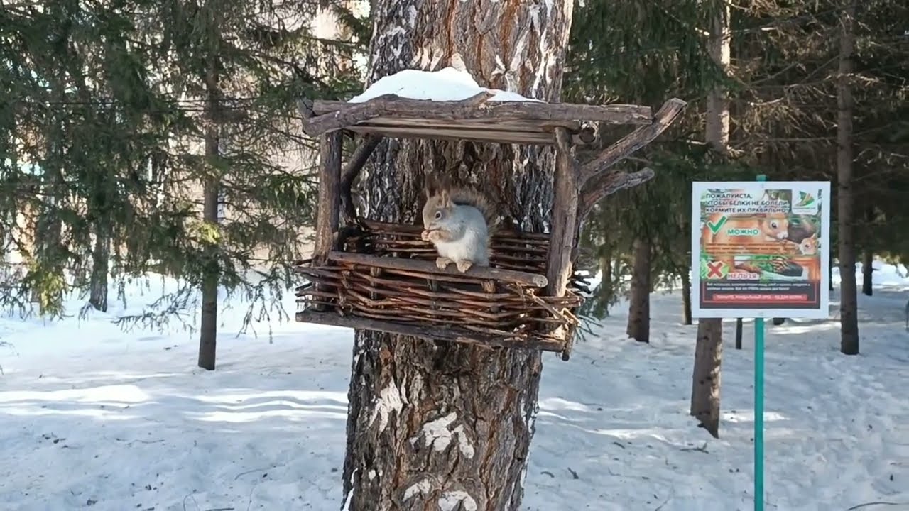 Карагайский бор#зима 2026