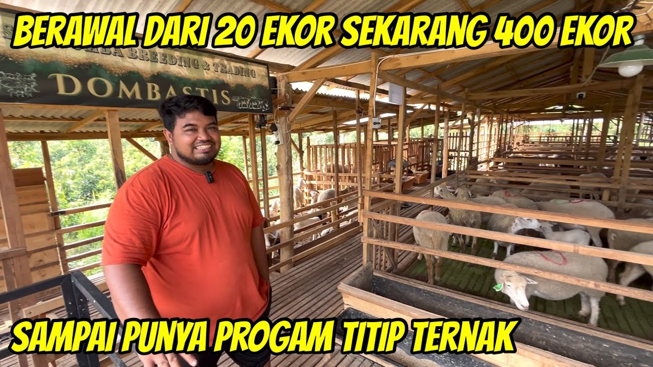 AWAL TERNAK 20 EKOR SEKARANG 400 EKOR DAN PUNYA PROGAM TITIP TERNAK | DOMBASTIS NGANJUK