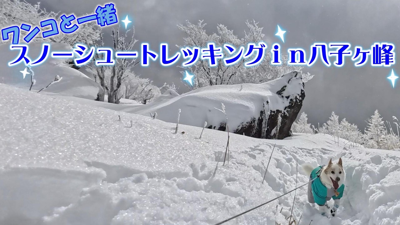 サラッサラのパウダースノーの新雪でスノーシュートレッキングしてきた