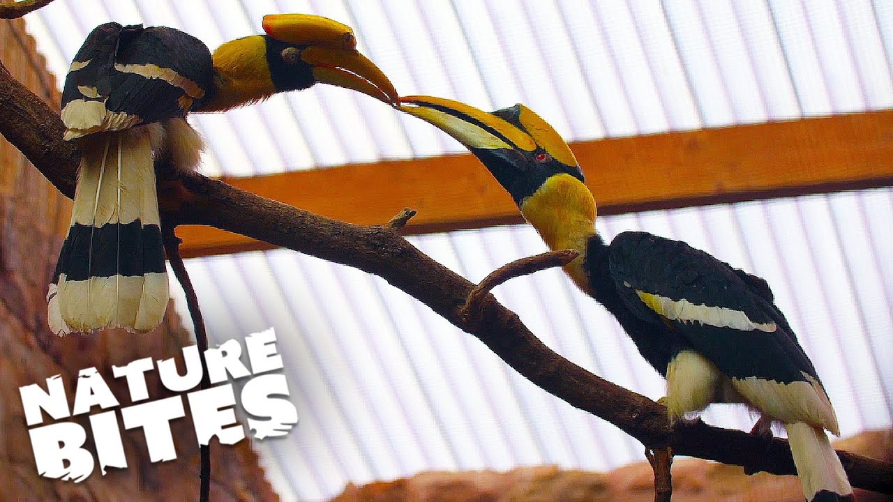 How a Great Hornbill Couple Rediscovered Their Love | Nature Bites